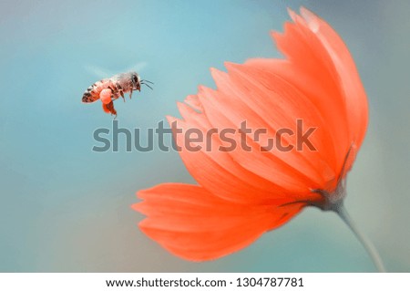 Similar – Bee flight, bee and poppy