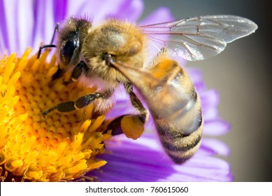 Bee on a flower close up
