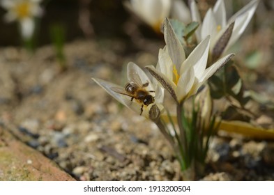 Bee On Flower Of Crocus Alatavicus In The Garden