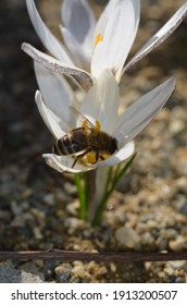 Bee On Flower Of Crocus Alatavicus In The Garden