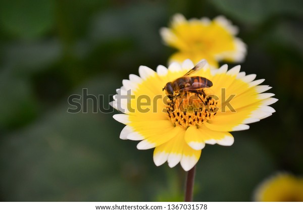 bee  bee on flower\
plant