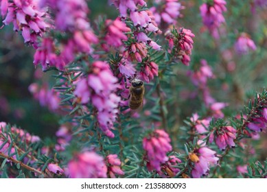 Bee On Flower  Scottish Highlands Summer Time Its Comming 

 