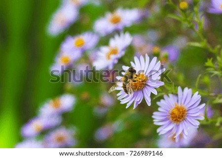 honeybee Apis mellifera