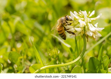 Bee On Flower Of White Clover