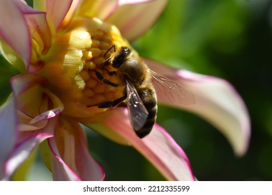 Bee On A Flowering Dahlia