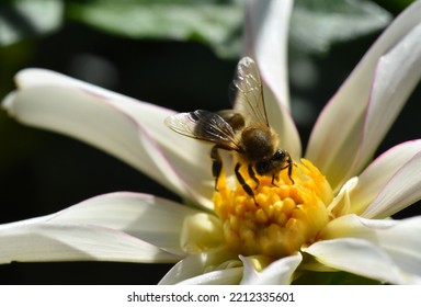 Bee On A Flowering Dahlia