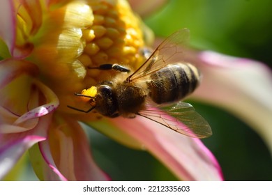 Bee On A Flowering Dahlia