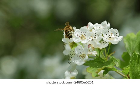 bee on a flowering tree. honey bees pollinating white blossoms of a pear tree, close-up, macro photo. insect in nature, spring season. bee on the flowers of the orchard - Powered by Shutterstock