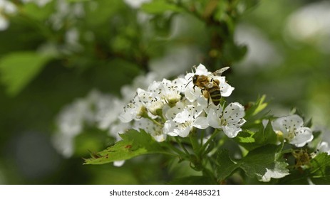 bee on a flowering tree. honey bees pollinating white blossoms of a pear tree. insect in nature, spring season. bee on the flowers of the orchard. close-up, macro photo. insects at work. spring time. - Powered by Shutterstock