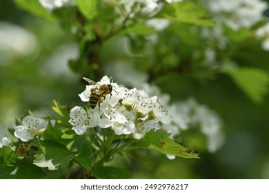 bee on a flowering tree. honey bees pollinating white blossoms of a pear tree. insect in nature, spring season. bee on the flowers of the orchard. close-up, macro photo. insects at work. spring time. - Powered by Shutterstock