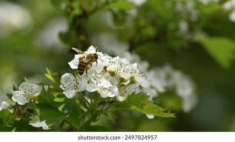 bee on a flowering tree. honey bees pollinating white blossoms of a pear tree. insect in nature, spring season. bee on the flowers of the orchard. close-up, macro photo. insects at work. spring time. - Powered by Shutterstock