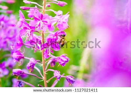 Similar – Image, Stock Photo Bee on willowherb