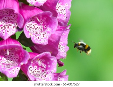 Bee On Foxglove