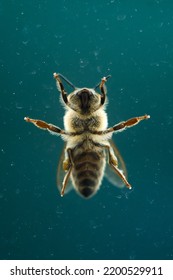 Bee On Glass Surface, Seen From Below. Sting And Wings Anatomy. Bee On Messy Window.