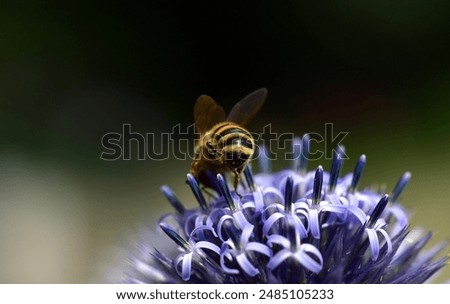 Bee on a globe thistle