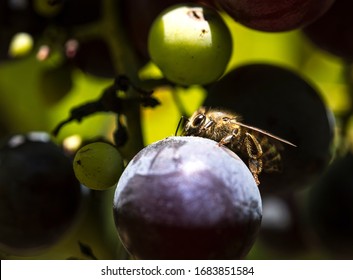 bee on grape in vineyard