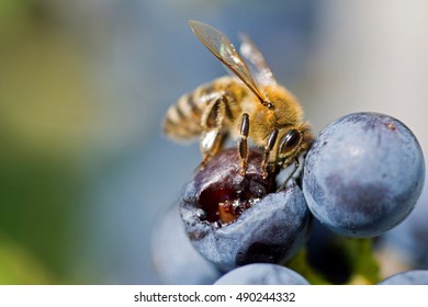 Bee on Grapes Close Up. Honey Bee Sucks Nectar From Purple Grapes Macro.