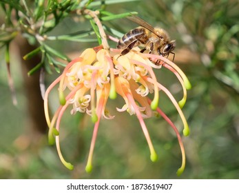 Bee on Grevillea flower pretty