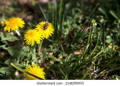 Bee on a group of dandelions in bloom seen up close