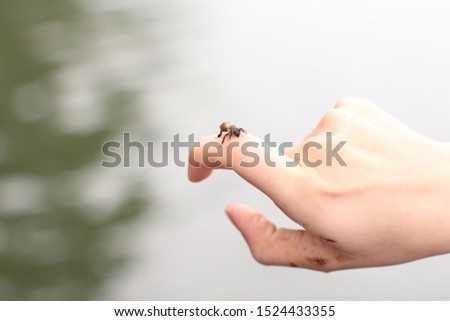 Similar – My daughter is holding a tiny little crab on her hand. There were thousands of them in the mudflats.