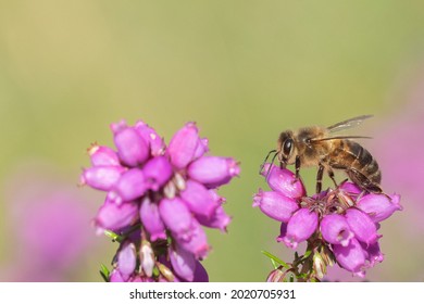 Bee On Heather On Southampton Common