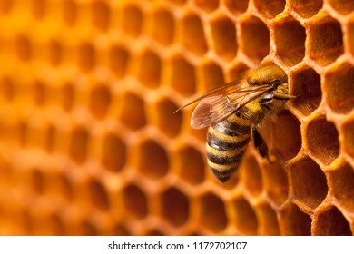 Bee On Honeycomb.