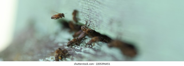 Bee On Honeycomb Cuts Nectar Into Cage. Bees Return From Collection And Fly Into Notch Of Hive Concept