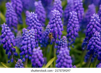 Bee on the hyacinth in focus. Spring bloom background photo. Environment or ecosystem or ecology or spring background photo.