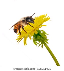 bee on isolated yellow bright dandelion
