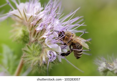 Bee On  Lacy Phacelia