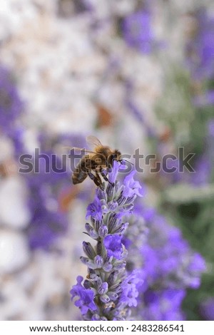 Image, Stock Photo Sunflower flowers with bee on light blue.