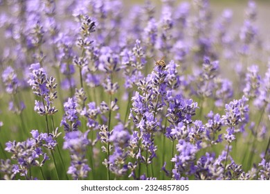 A bee on a lavender flower close-up. Purple lavender flowers in the foreground and blurred background. Aromatherapy. Blooming lavender field - Shutterstock ID 2324857805