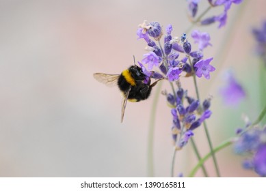 Bee On Lavender Stalk, Hampton Court Flower Show