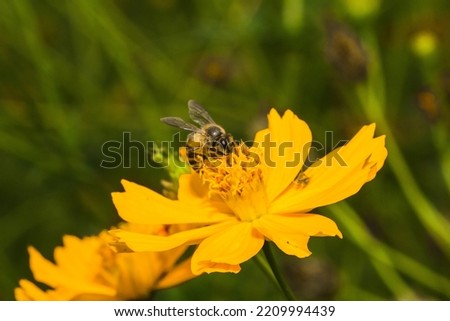 bee on marigold , bee on yellow flower