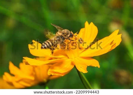 bee on marigold , bee on yellow flower