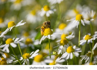 Bee On Matricaria Chamomilla