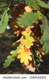 Bee on an oak leaf