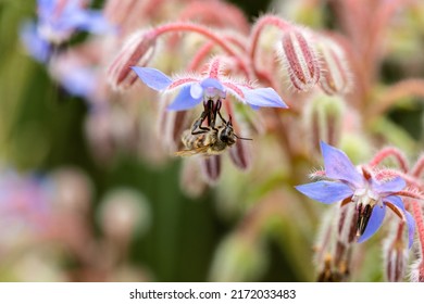 Bee on an open borage flower, its wings look very bad