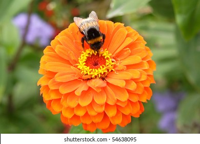 Bee on the orange flower
