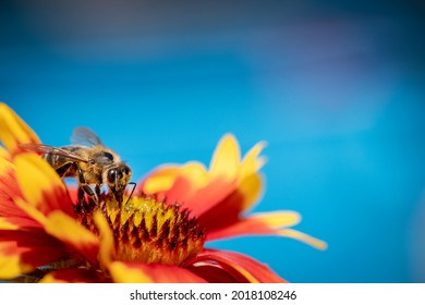 Bee On A Orange Flower Collecting Pollen And Nectar For The Hive On A Blue Background