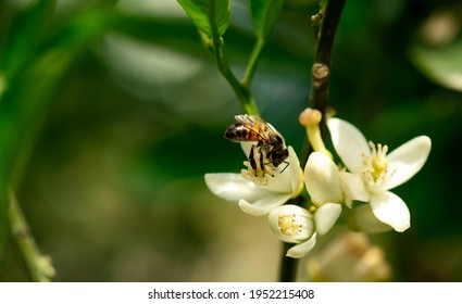 Bee on an orange tree flower. White flowers on the brunch of the tree against green leaves. Macro