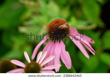 bee on a overblown pink coneflower