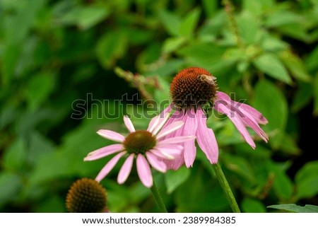 Bee on a overblown pink coneflower in garden