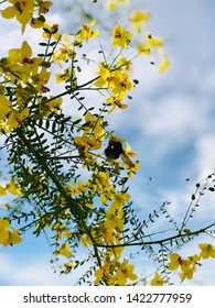 Bee On Palo Verde Blossoms