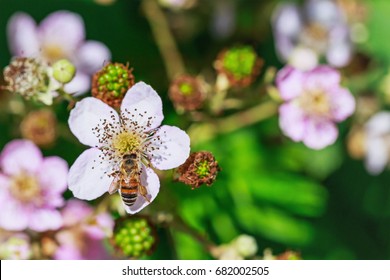 Bee On Pink Blackberry Flower In Garden, Close Up. Honeybee And Bloom, Macro