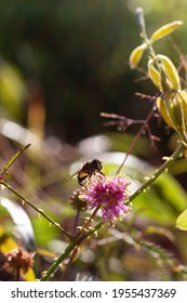 Bee on pink Florida Wildflower Sunshine Mimosa, Mimosa strigillosa macro nature photo