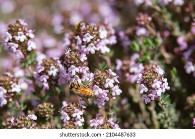 Bee On A Pink Flower At Blue Duck Station 