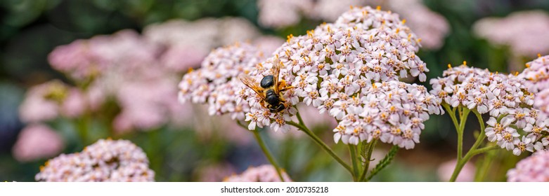 Bee on pink wild flowers. Milfoil flowering plant in meadow. Medical herb Achillea millefolium, yarrow or nosebleed bloom. Fern Leaf Yarrow flower. Banner - Powered by Shutterstock