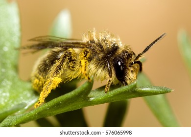 A bee on a plant.