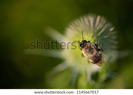 Similar – Image, Stock Photo earth bee Nature Plant